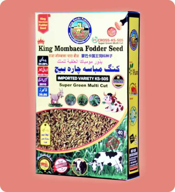 Mombaca Fodder Seed KS 505