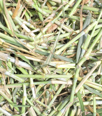 King Napier grass