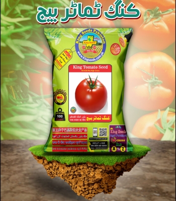 King Tomato Seed