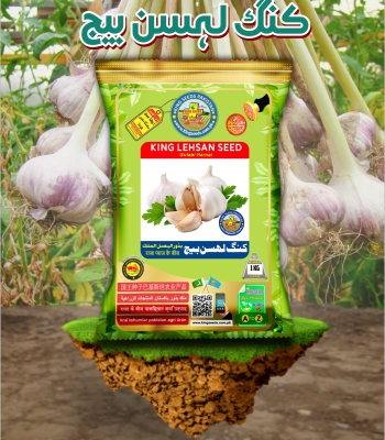 King Garlic (Lehsan) Seed